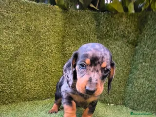 Teckel Miniatura perros camada de teckel miniatura varios colores - Anuncio 4