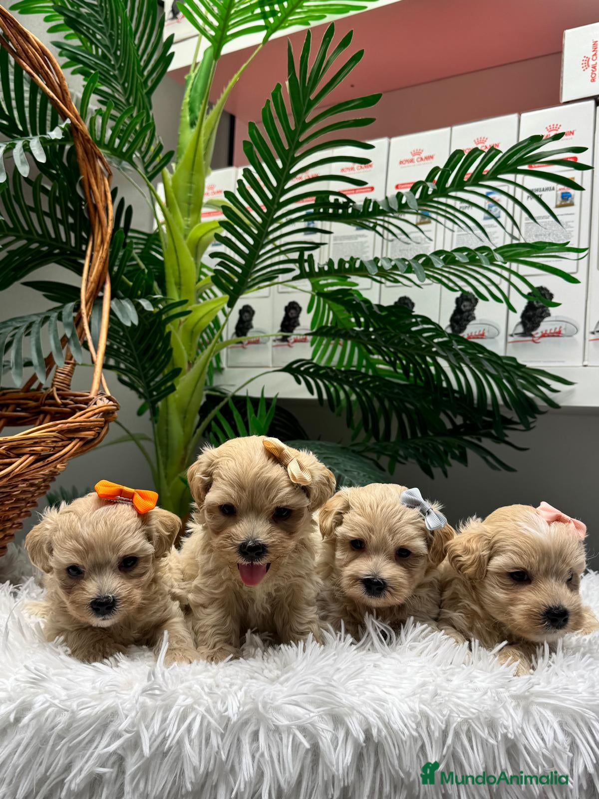 Maltipoo perros en venta: MALTIPOO - Anuncio 11