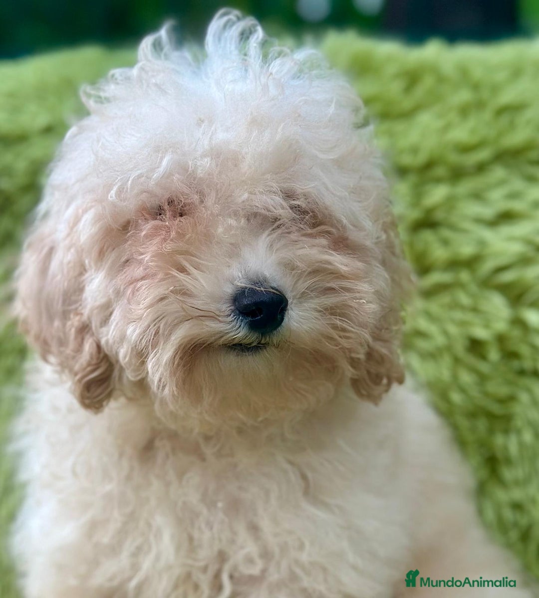 Caniche Mediano perros en venta: Caniche mediana crema  - Imagen 2