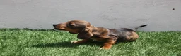 Teckel Miniatura perros en venta: Teckel Miniatura  - Anuncio 9
