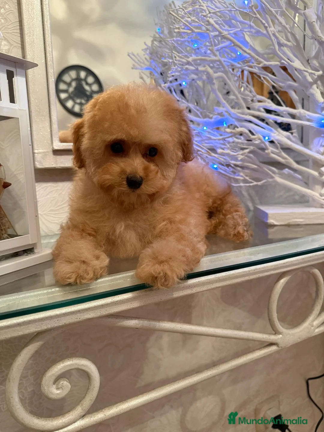 Maltipoo perros en venta: Maltipoo Hembra toy lista para entregar  - Anuncio 1