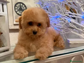 Maltipoo perros Maltipoo Hembra toy lista para entregar - Anuncio 2