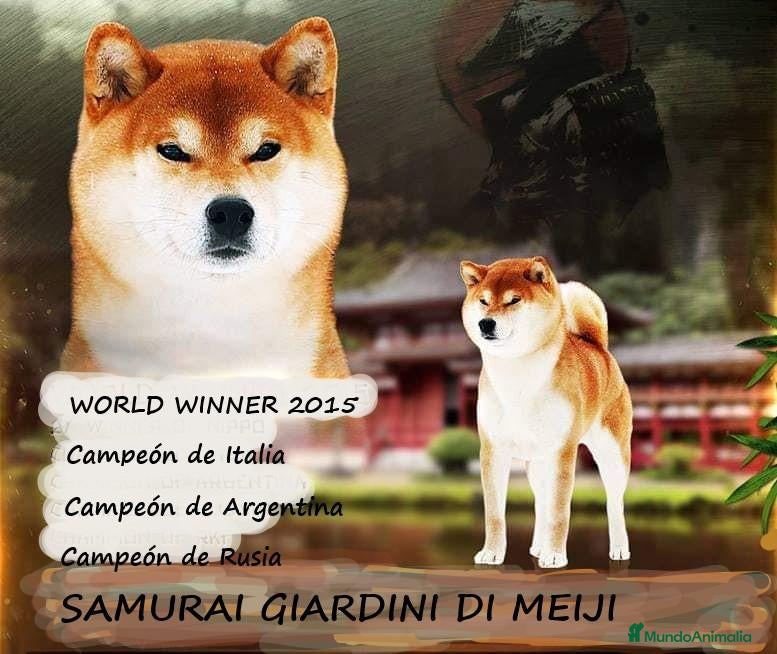 Shiba Inu perros Shibas Nietos del Campeón del Mundo - Anuncio 2