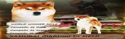Shiba Inu perros en venta: Shibas Nietos del Campeón del Mundo - Anuncio 2