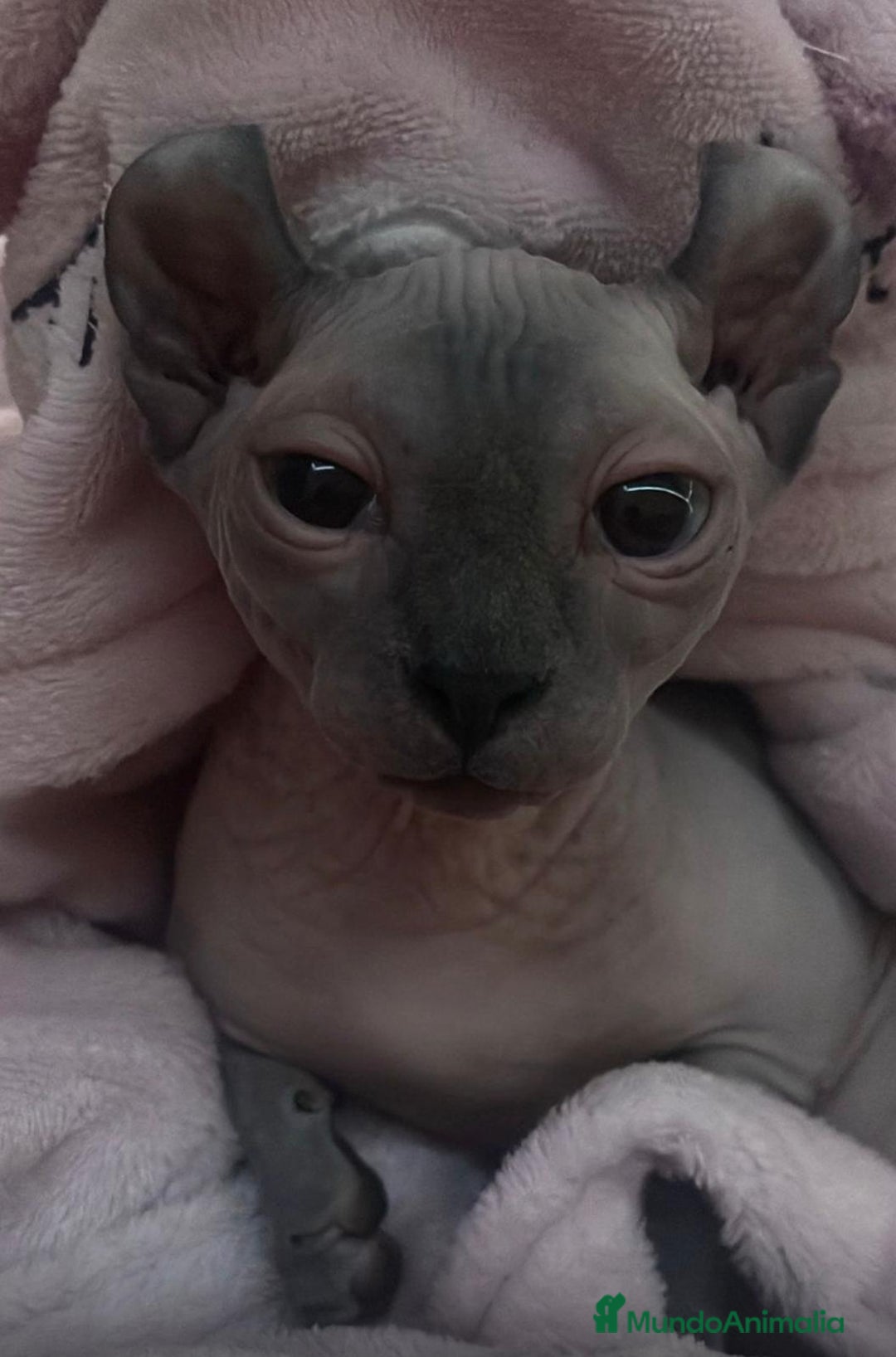 Sphynx gatos en venta: Sphynx exclusivos  - Anuncio 4