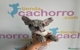 Bulldog Francés perros en venta: BULLDOG FRANCÉS - Imagen 1