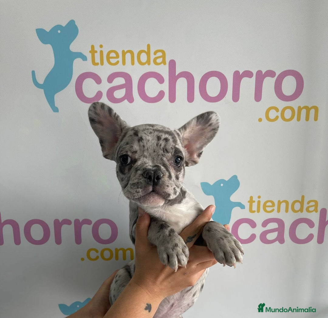 Bulldog Francés perros en venta: BULLDOG FRANCÉS - Imagen 1