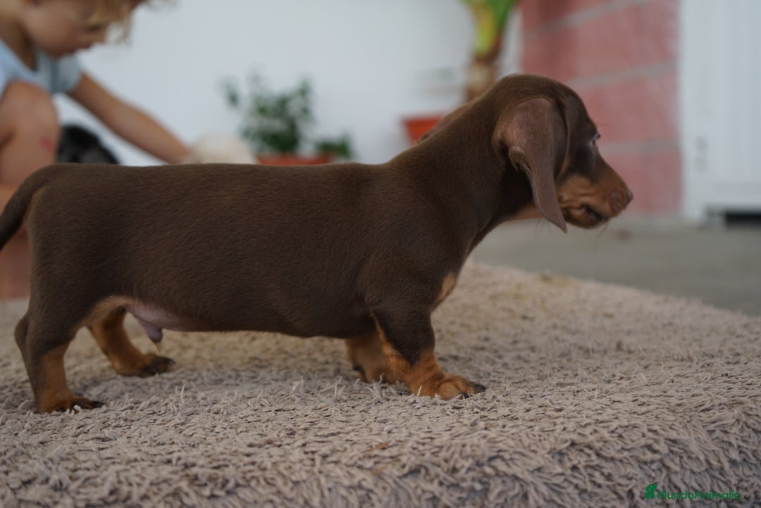 Teckel Miniatura perros en venta: ✨ Cacao y Bomgo – Tekel chocolate ✨ - Imagen 6