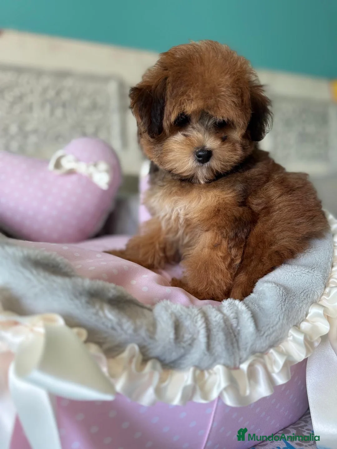 Maltipoo perros en venta: Maltipoo Toy muy bonita con vacunación completa!! - Anuncio 2