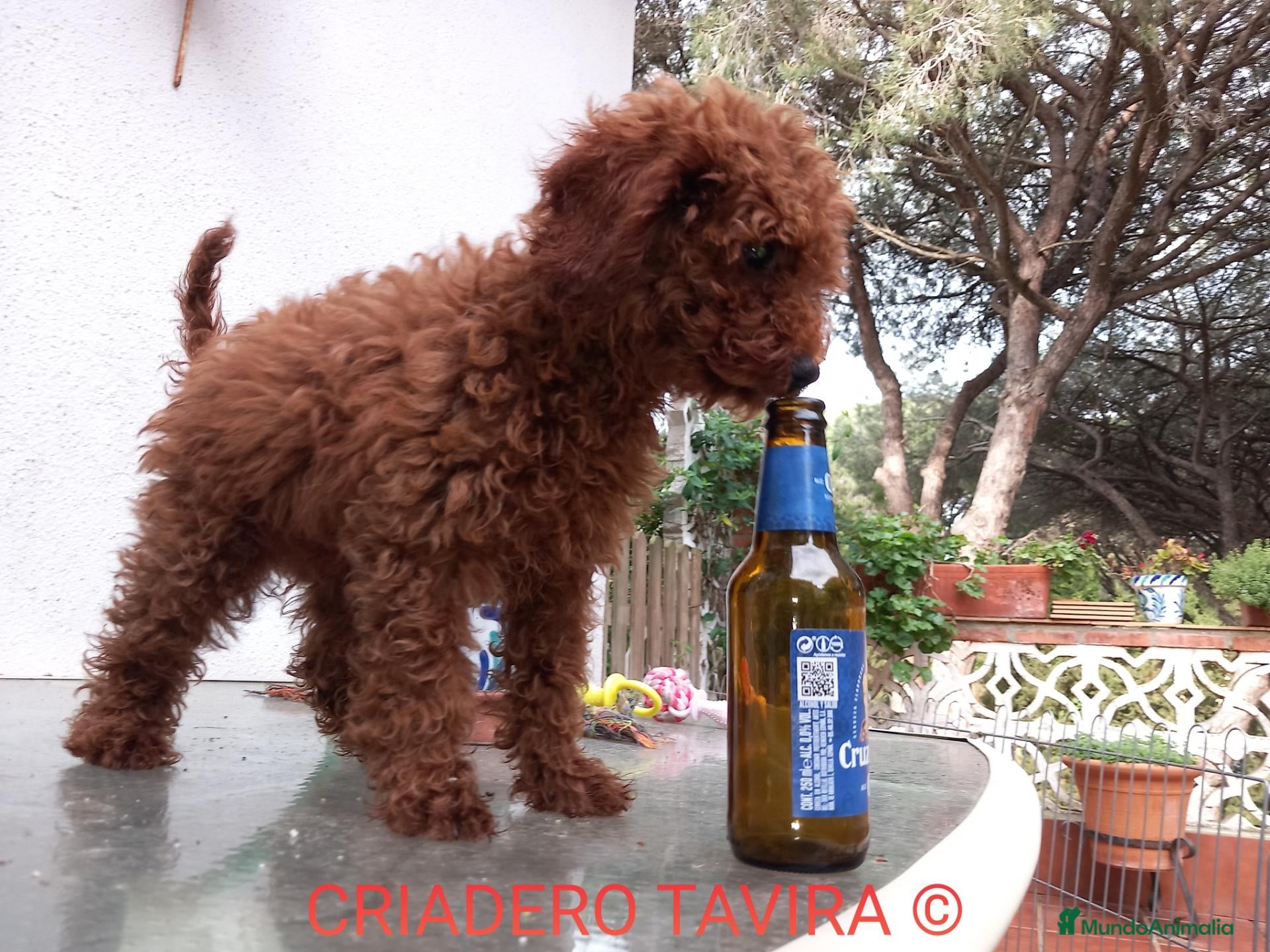 Caniche Toy perros Caniches Toy Rojos - Anuncio 1