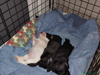 Bulldog Francés perros Bulldog francés Hembras Negras - Anuncio 1