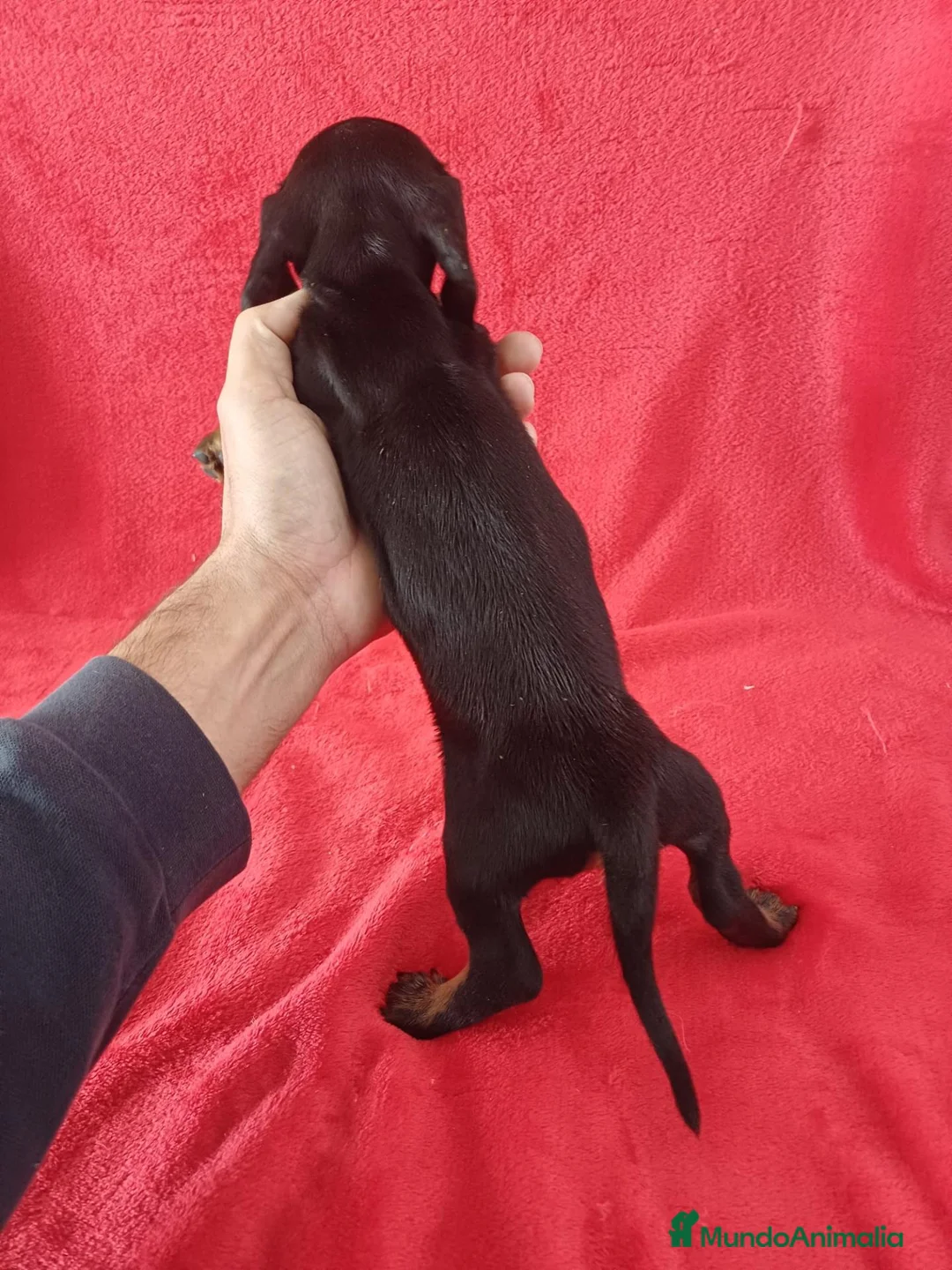 Teckel Miniatura perros en venta: Teckel Negro y Fuego  - Anuncio 5