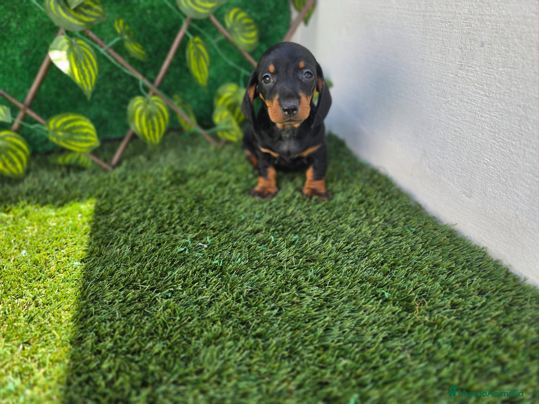 Teckel Miniatura perros TECKEL MINIATURA & KANNINCHEN NEGRO FUEGO - Anuncio 1