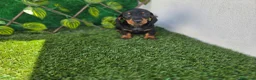 Teckel Miniatura perros en venta: TECKEL MINIATURA & KANNINCHEN NEGRO FUEGO - Anuncio 1