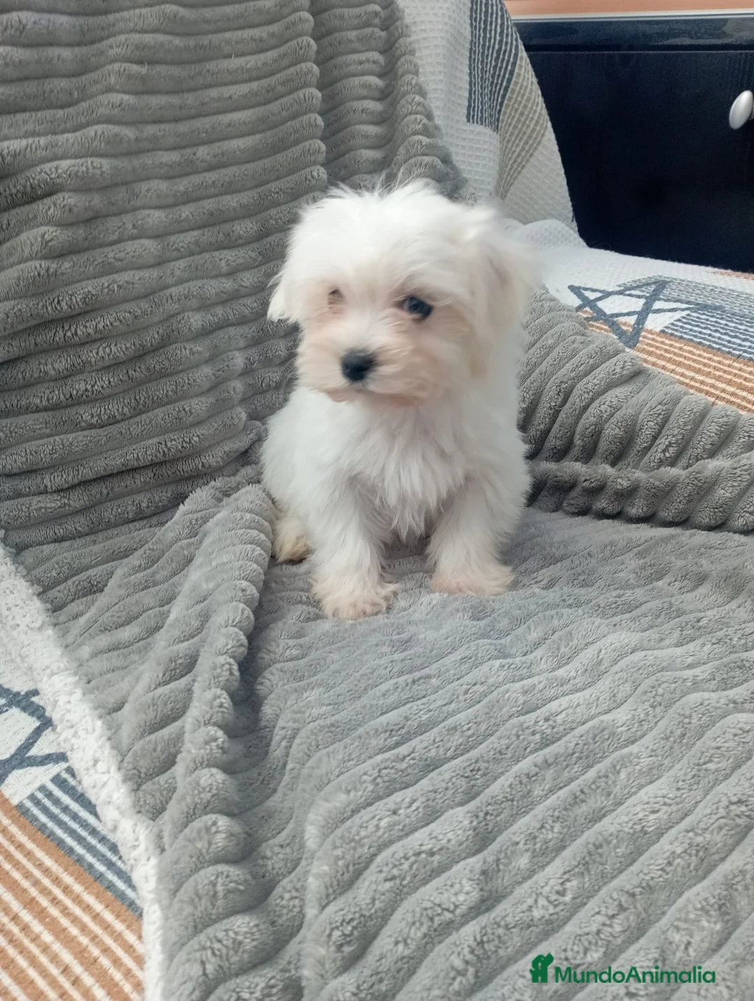 Bichón Maltés perros en venta: Bichón maltes linea americana  - Anuncio 2