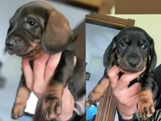 Teckel perros Teckel negro fuego fuego y venado - Anuncio 1