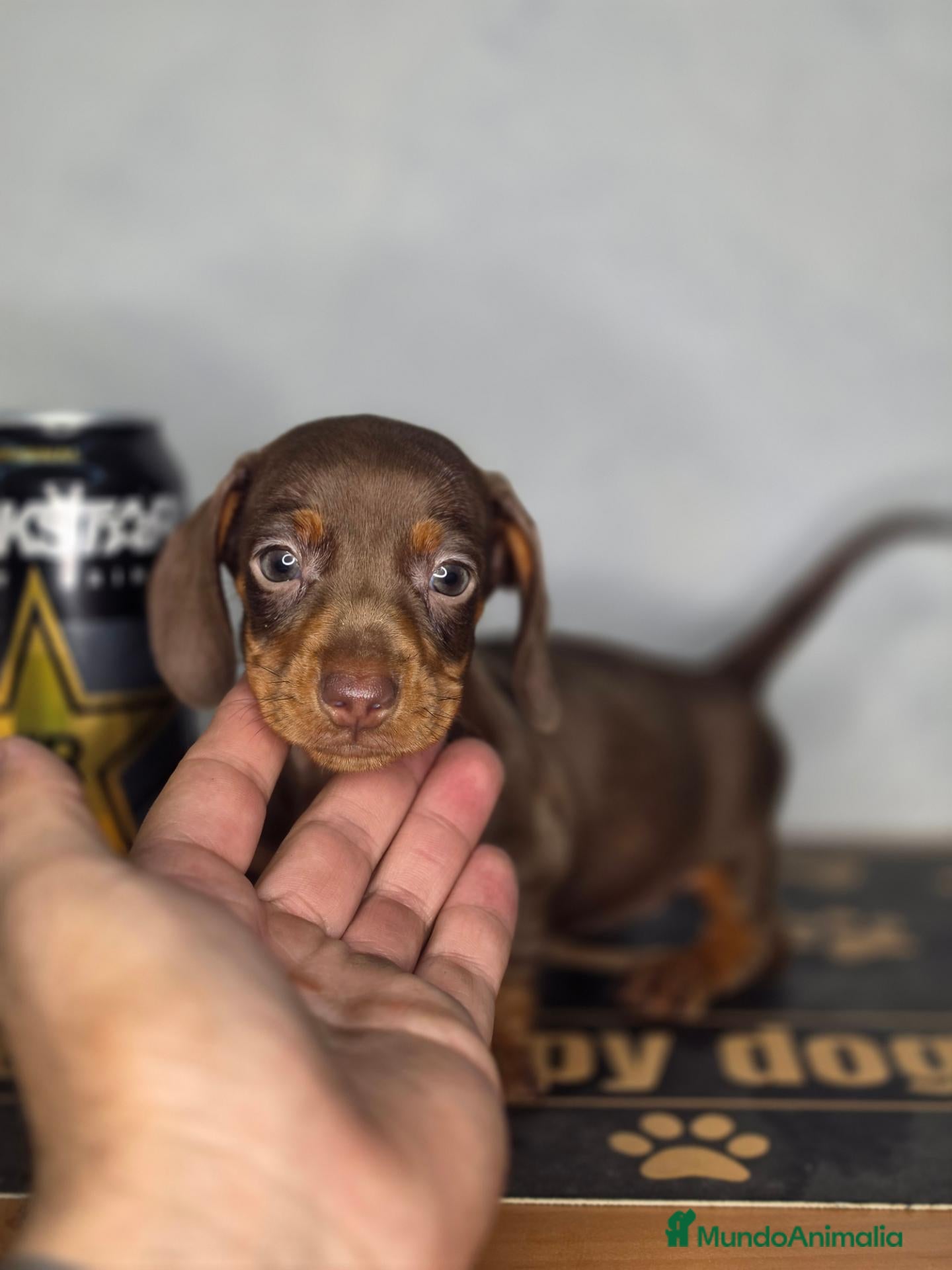 Teckel Miniatura perros Teckel chocolate inigualables  - Anuncio 2