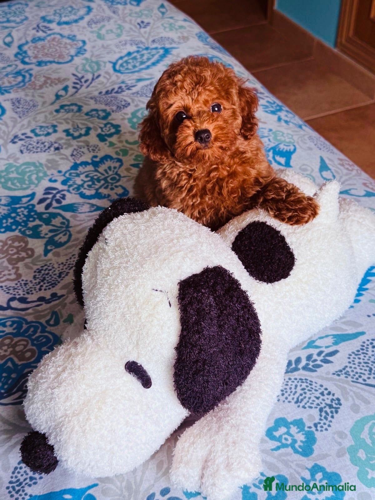 Caniche Toy perros Caniche Toy hembra disponible !!! - Anuncio 1