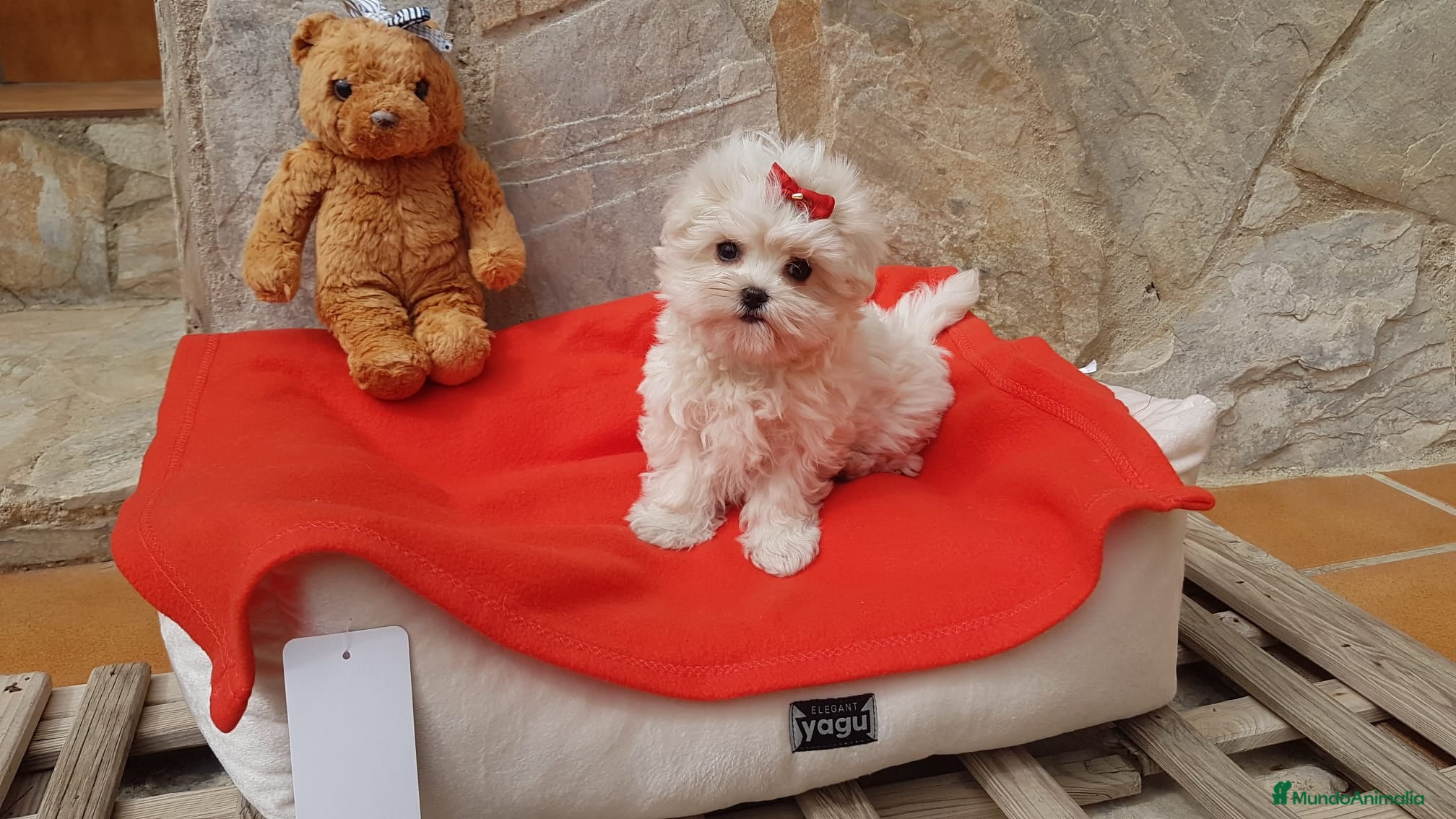 Bichón Maltés perros Bichón Maltés machos y hembras  en Barcelona - Anuncio 2