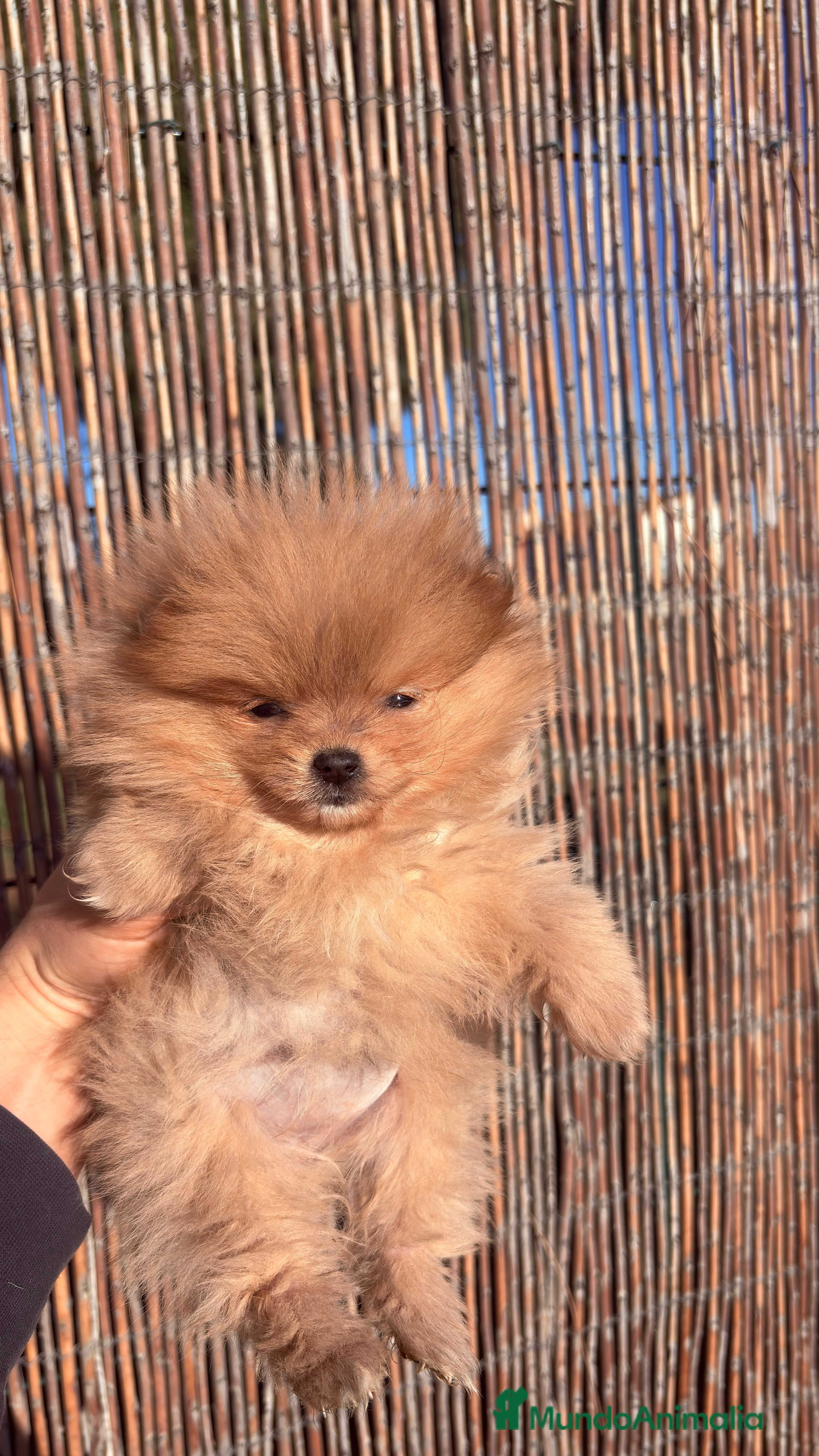 Pomerania perros Pomerania Mini Toy  - Anuncio 4