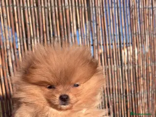 Pomerania perros Pomerania Mini Toy - Anuncio 7