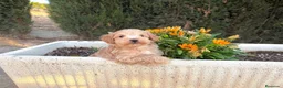 Maltipoo perros en venta: Maltipoo macho tal cuales en estos momentos !! - Anuncio 1