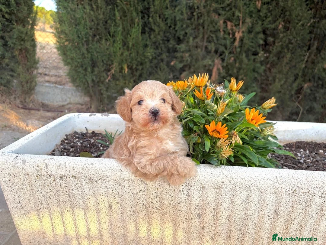 Maltipoo perros en venta: Maltipoo macho tal cuales en estos momentos !! - Anuncio 1