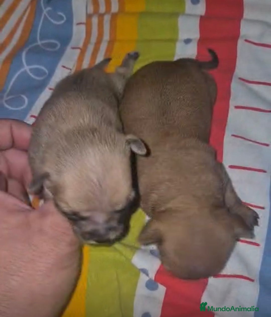 Chihuahua perros en venta: Chihuahua mini color ciervo - Anuncio 3