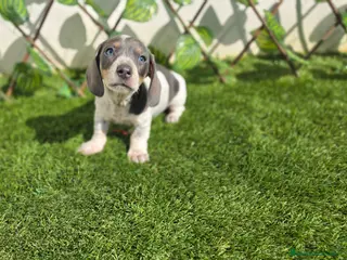 Teckel Miniatura perros TECKEL MINIATURA PIELBALD - Anuncio 1