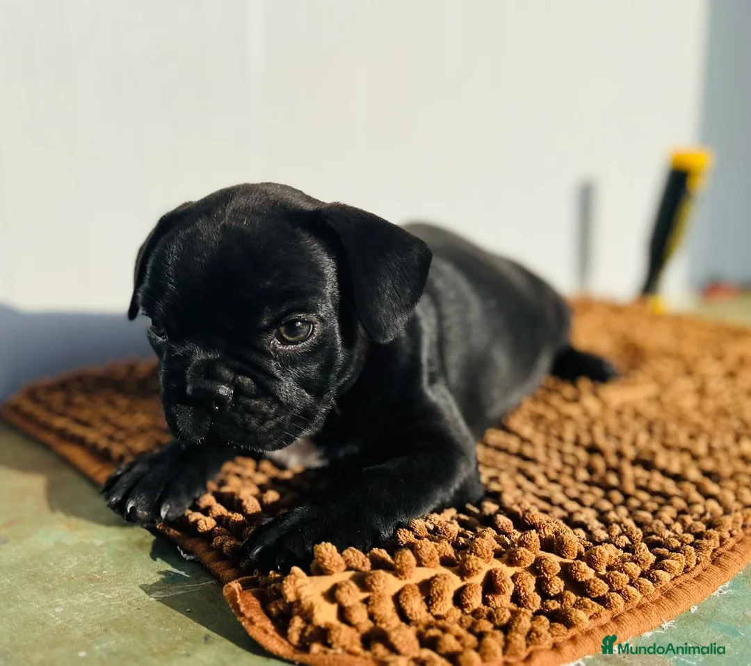 Bulldog Francés perros en venta: Bulldog Frances - Anuncio 2