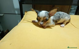 Chihuahua perros en venta: Chihuahua macho  - Imagen 5