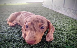 Teckel perros en venta: Teckel chocolate y Arlequín  - Imagen 19