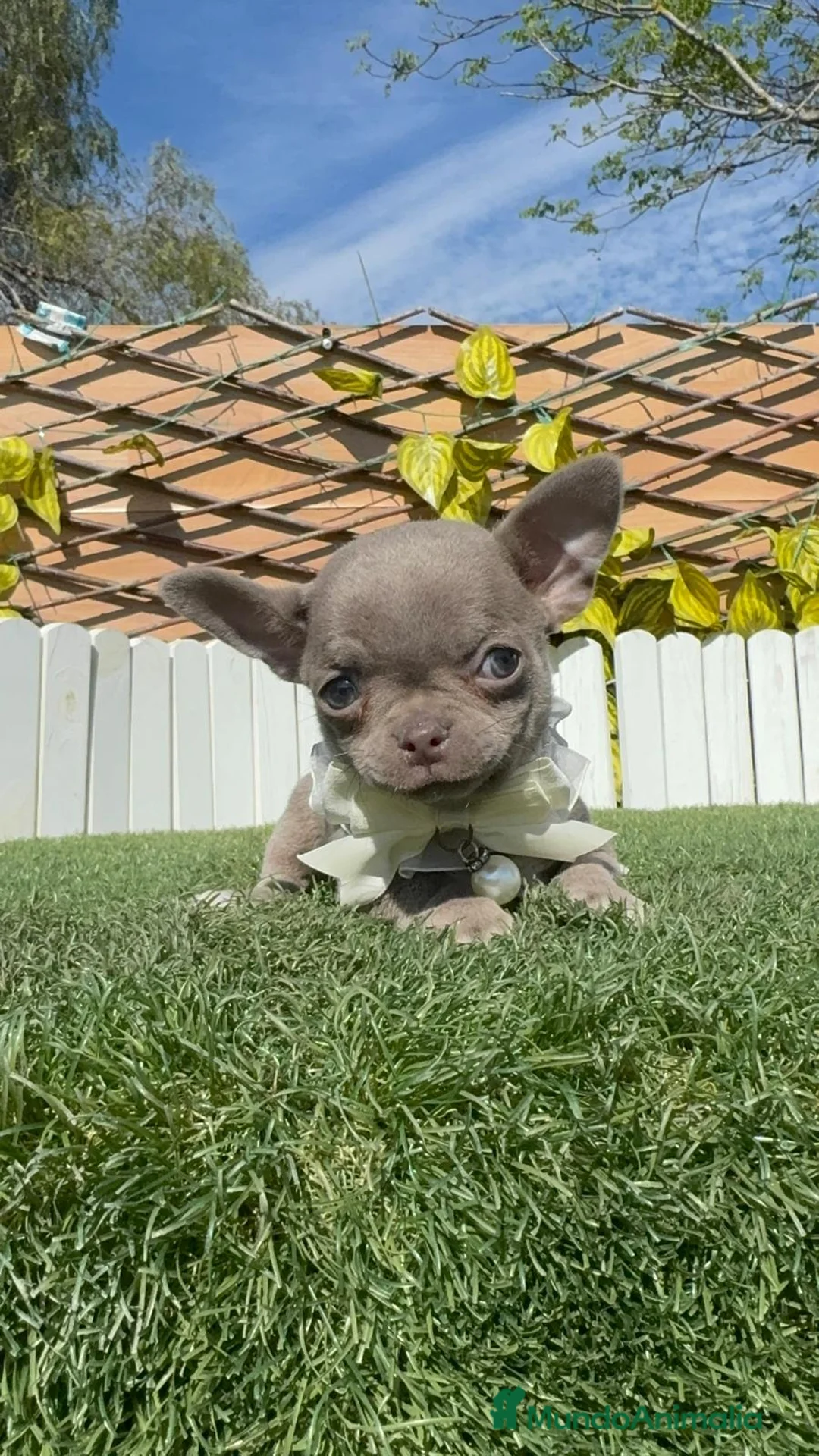 Chihuahua perros en venta: CHIHUAHUA MACHO - Anuncio 17