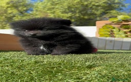 Pomerania perros en venta: POMERANIA HEMBRA - Imagen 6