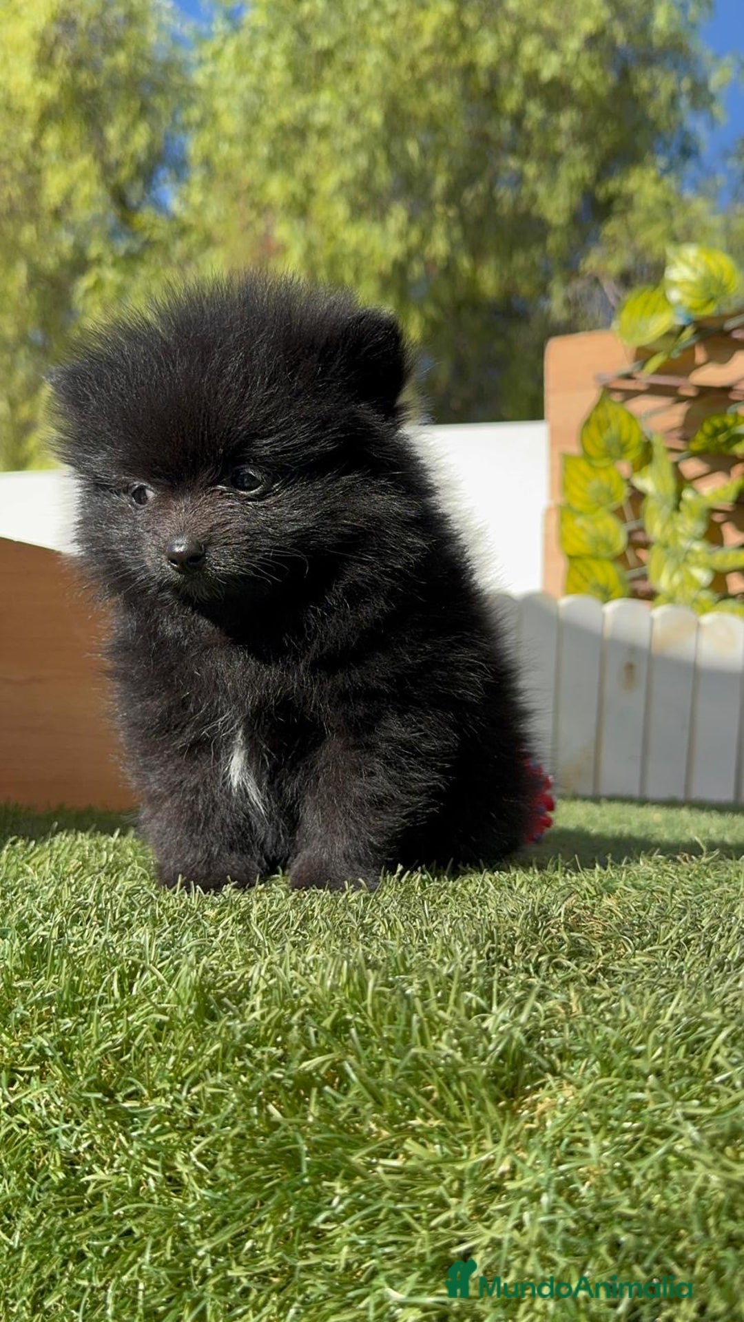 Pomerania perros en venta: POMERANIA HEMBRA - Imagen 6