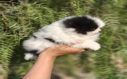 Pomerania perros en venta: Pomerania Blanco y Negro línea rusa  - Imagen 8