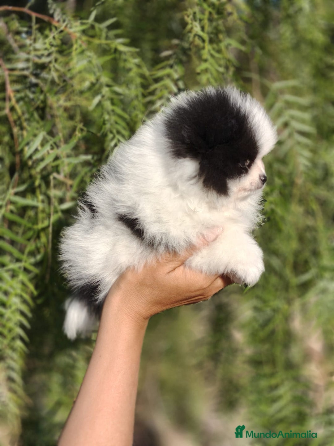 Pomerania perros en venta: Pomerania Blanco y Negro línea rusa  - Imagen 8