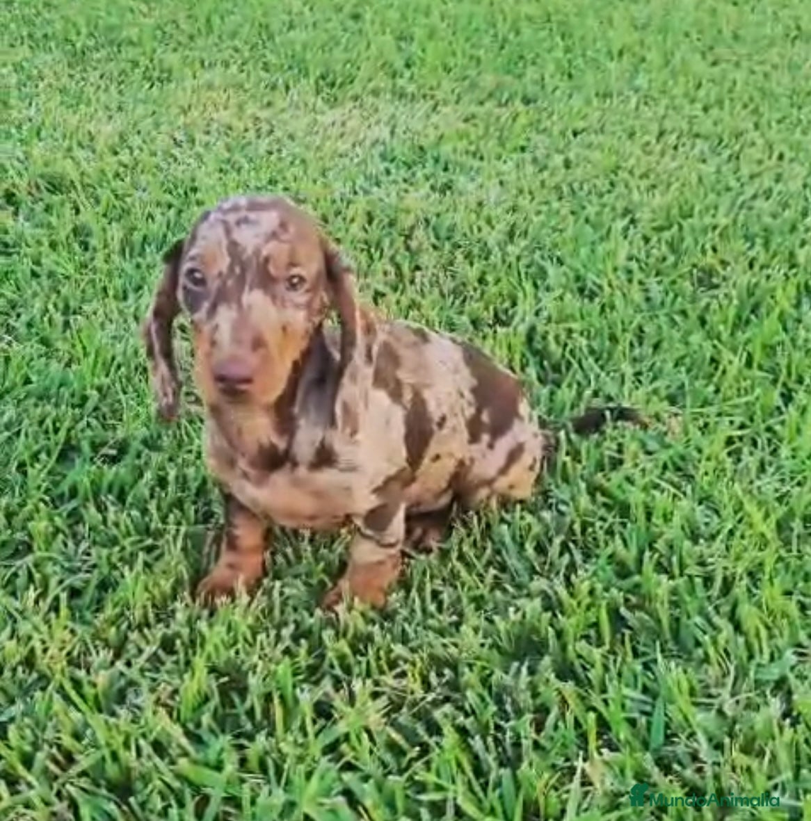 Teckel Miniatura perros TECKEL ARLEQUIN MACHO - Anuncio 1