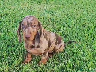 Teckel Miniatura perros TECKEL ARLEQUIN MACHO - Anuncio 1