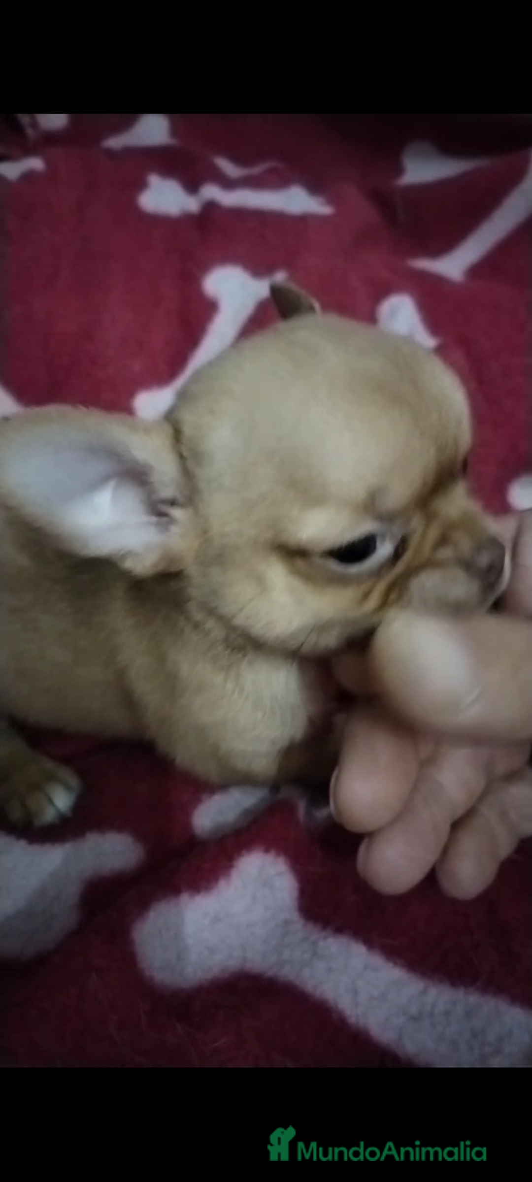 Chihuahua perros en venta: Machos de chihuahua cabeza manzana  - Imagen 4