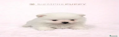 Pomerania 3