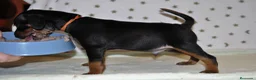 Pinscher Miniatura perros en venta: Pinscher miniatura (DISPONIBLES)  en Ciudad Real - Anuncio 6