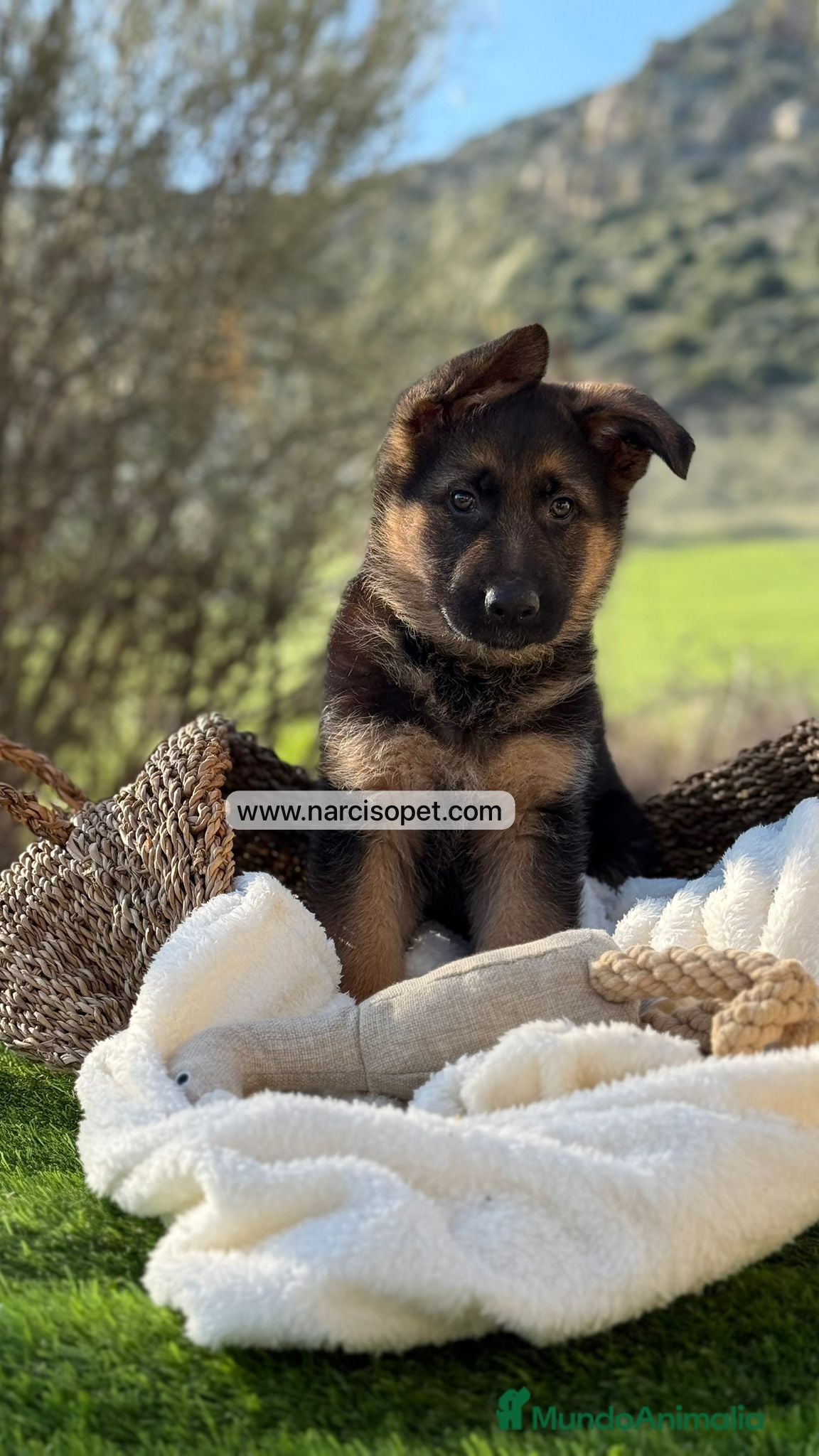Pastor Alemán perros CRIADERO DE PASTOR ALEMAN - Anuncio 3