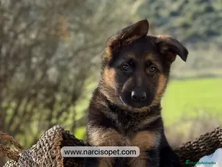 Pastor Alemán perros CRIADERO DE PASTOR ALEMAN - Anuncio 3