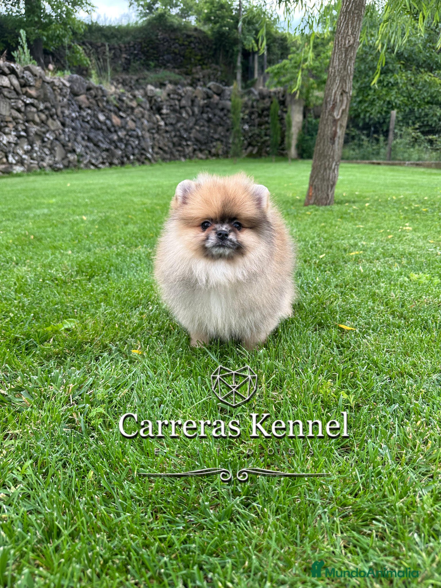 Pomerania perros 🧸 Auténtico Lulu de Pomerania Mini  - Anuncio 1