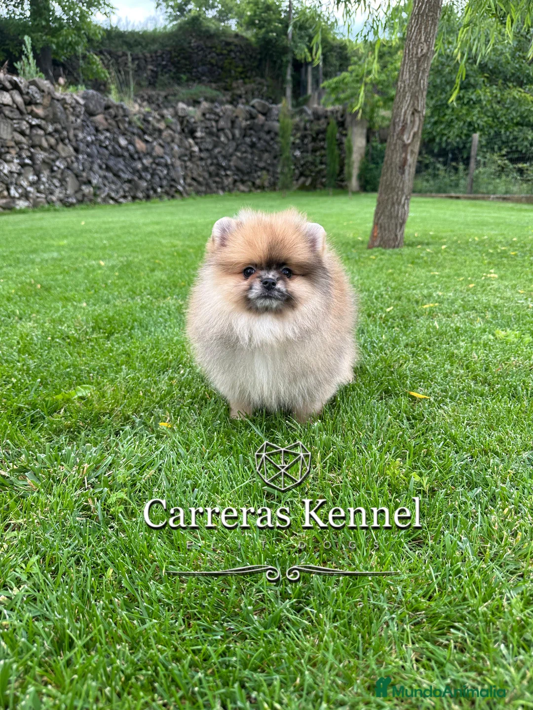 Pomerania perros en venta: 🧸 Auténtico Lulu de Pomerania Mini  - Anuncio 1