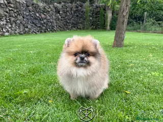 Pomerania perros 🧸 Auténtico Lulu de Pomerania Mini - Anuncio 1