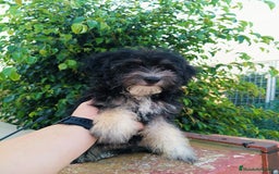 Maltipoo perros en venta: Maltipoo precio real  - Imagen 3