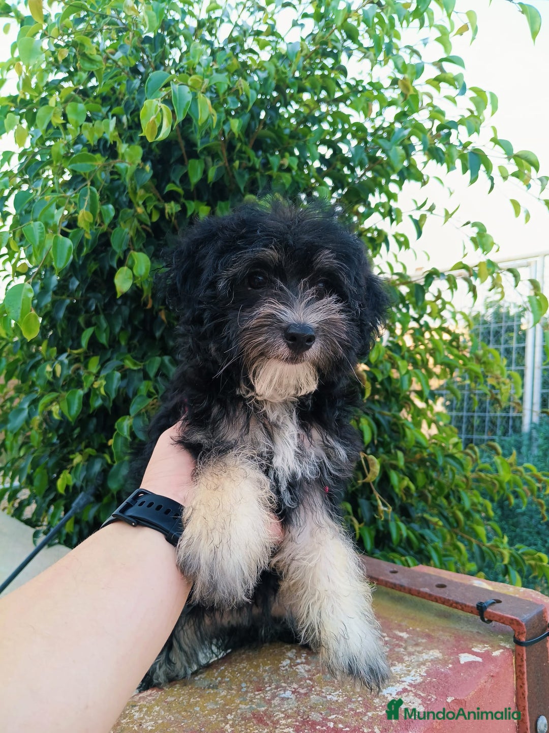 Maltipoo perros en venta: Maltipoo precio real  - Imagen 3