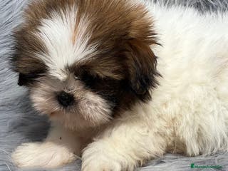 Shih Tzu perros SHIH TZU MACHO DISPONIBLE en Barcelona - Anuncio 9